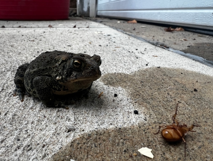American Toad